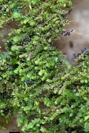 Attēlu rezultāti vaicājumam “Lejeunea cavifolia”