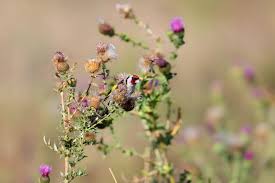 Attēlu rezultāti vaicājumam “Carduelis carduelis adult”