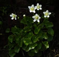 Attēlu rezultāti vaicājumam “Parnassiaceae”