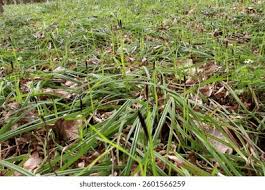 Attēlu rezultāti vaicājumam “Carex pilosa leaf”