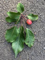 Attēlu rezultāti vaicājumam “Malus purpurea leaf”