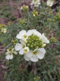 Attēlu rezultāti vaicājumam “Erysimum hieracifolium flower”