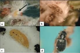 Attēlu rezultāti vaicājumam “Adelges laricis nymph”