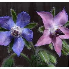 Attēlu rezultāti vaicājumam “Borago officinalis bud”