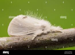 Attēlu rezultāti vaicājumam “Euproctis similis imago”