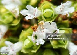 Attēlu rezultāti vaicājumam “Origanum majorana flower”