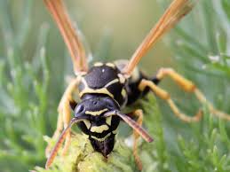 Attēlu rezultāti vaicājumam “Polistes nimpha”