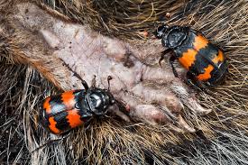Attēlu rezultāti vaicājumam “Nicrophorus investigator”