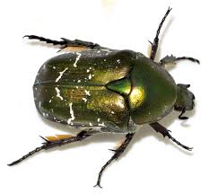 Attēlu rezultāti vaicājumam “Potosia cuprea”