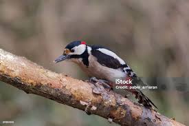 Attēlu rezultāti vaicājumam “Dendrocopos major”