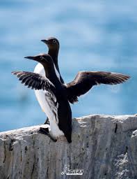 Image result for Uria aalge