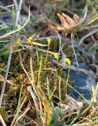 Attēlu rezultāti vaicājumam “Dichodontium pellucidum macro”