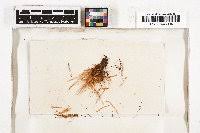 Attēlu rezultāti vaicājumam “Pohlia wahlenbergii var. calcarea”