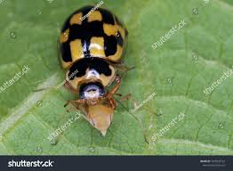 Attēlu rezultāti vaicājumam “Propylea quatuordecimpunctata”