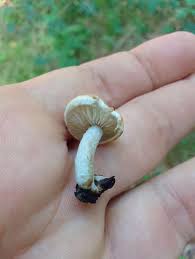 Attēlu rezultāti vaicājumam “Asterophora lycoperdoides”