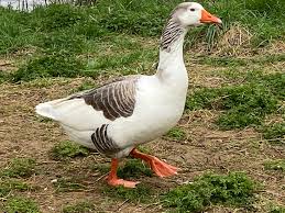 Attēlu rezultāti vaicājumam “Anser anser”