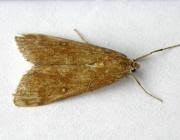 Attēlu rezultāti vaicājumam “Parapoynx stratiotata male”