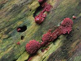 Attēlu rezultāti vaicājumam “Heterotrichia pomiformis (syn. Arcyria pomiformis) spores”