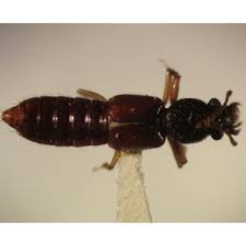 Attēlu rezultāti vaicājumam “Staphylinidae”