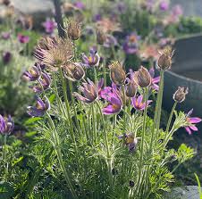 Image result for Kuhschelle