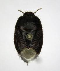 Attēlu rezultāti vaicājumam “Cydnidae”