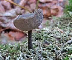 Attēlu rezultāti vaicājumam “Octospora splachnophila”