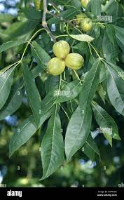 Attēlu rezultāti vaicājumam “Carya ovata fruit”