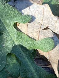 Attēlu rezultāti vaicājumam “Hypochaeris radicata leaf”