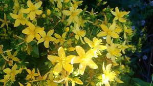 Image result for Johanniskraut