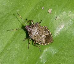 Attēlu rezultāti vaicājumam “Troilus luridus”