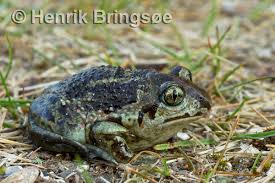 Attēlu rezultāti vaicājumam “Pelobates fuscus”