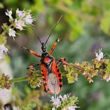 Attēlu rezultāti vaicājumam “Rhynocoris annulatus”