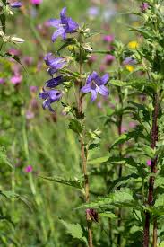 Image result for Campanula trachelium