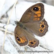 Attēlu rezultāti vaicājumam “Lasiommata maera underside”