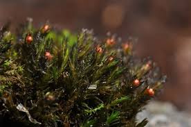 Attēlu rezultāti vaicājumam “Schistidium robustum”