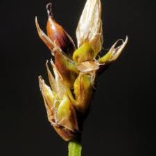 Attēlu rezultāti vaicājumam “Carex chordorrhiza”