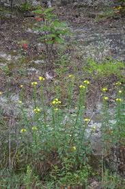 Image result for Oenothera biennis