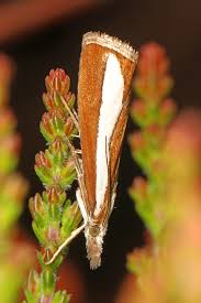 Attēlu rezultāti vaicājumam “Catoptria margaritella”