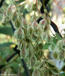 Attēlu rezultāti vaicājumam “Fallopia dumetorum leaf”