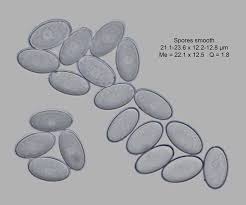 Attēlu rezultāti vaicājumam “Peziza vesiculosa”