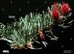 Attēlu rezultāti vaicājumam “Pseudotsuga menziesii flower”