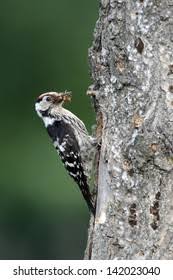 Attēlu rezultāti vaicājumam “Dendrocopos minor male”
