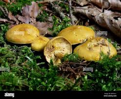 Attēlu rezultāti vaicājumam “Tricholoma flavovirens”