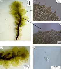 Attēlu rezultāti vaicājumam “Scapania”