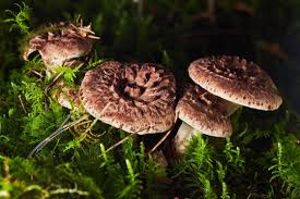 Attēlu rezultāti vaicājumam “Sarcodon imbricatum”