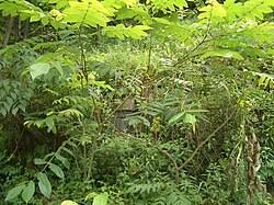 Attēlu rezultāti vaicājumam “Juglans mandshurica”