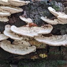 Attēlu rezultāti vaicājumam “Tubifera magna young”