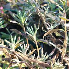 Attēlu rezultāti vaicājumam “Lavandula angustifolia leaf”