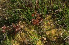 Attēlu rezultāti vaicājumam “Sphagnum compactum”