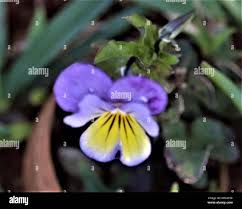 Attēlu rezultāti vaicājumam “Viola x williamsii flower”